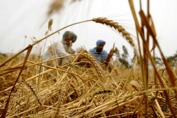 India’s new plan to shield farmers from global chaos